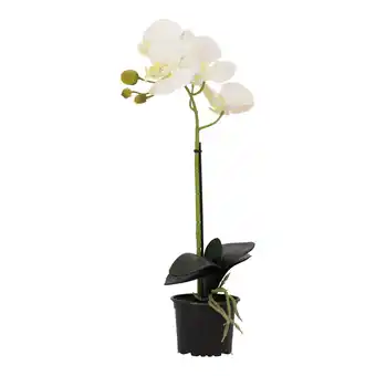 Van Cranenbroek Orchidee 38cm wit nc aanbieding