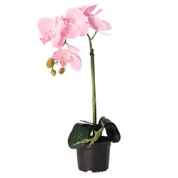 Van Cranenbroek Orchidee 38cm roze nc aanbieding