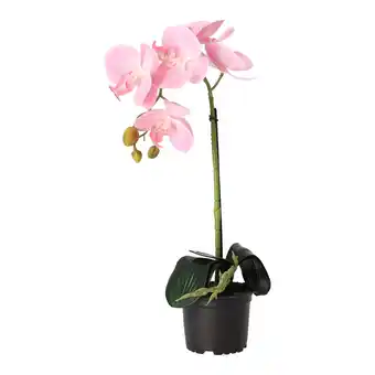 Van Cranenbroek Orchidee 38cm roze nc aanbieding