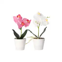 Van Cranenbroek Phalaenopsis in pot wit roze perzik 3 ass aanbieding