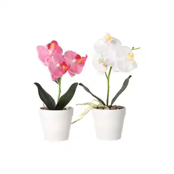 Van Cranenbroek Phalaenopsis in pot wit roze perzik 3 ass aanbieding