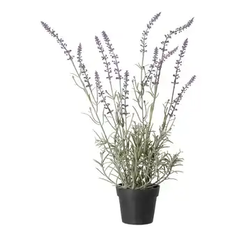 Van Cranenbroek Lavendel in pot 3ass aanbieding