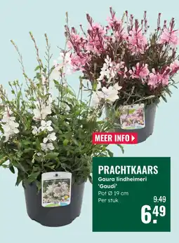 GroenRijk Prachtkaars aanbieding