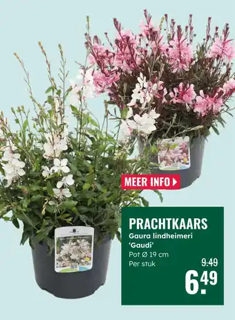 GroenRijk Prachtkaars aanbieding