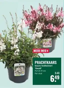 GroenRijk Prachtkaars aanbieding