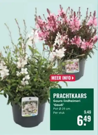 GroenRijk Prachtkaars aanbieding