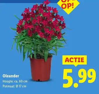 Lidl Oleander aanbieding