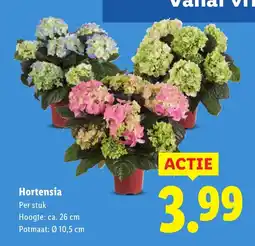 Lidl Hortensia aanbieding