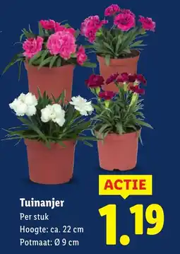 Lidl Tuinanjer aanbieding