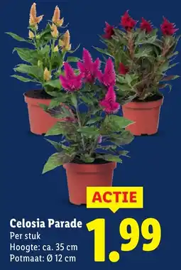 Lidl Celosia Parade aanbieding