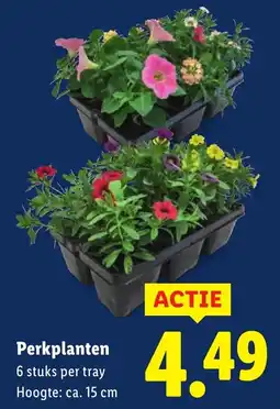 Lidl Perkplanten aanbieding