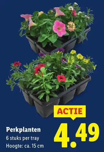 Lidl Perkplanten aanbieding