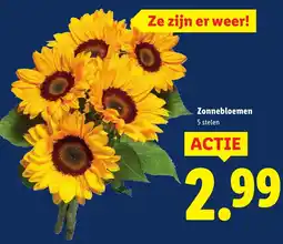 Lidl Zonnebloemen aanbieding