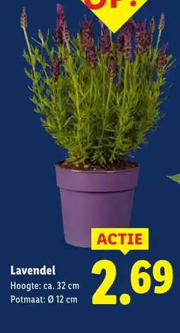 Lidl Lavendel aanbieding
