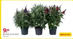 Praxis Buddleja mix aanbieding
