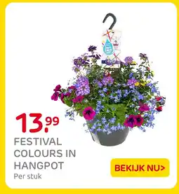 Praxis Festival colours in hangpot aanbieding