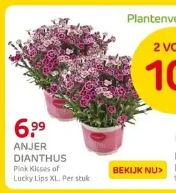 Praxis Anjer dianthus aanbieding