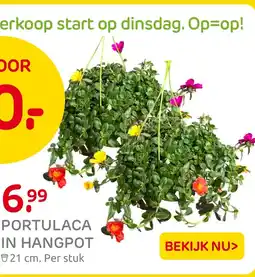Praxis Portulaca in hangpot aanbieding