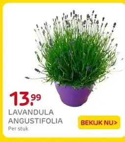 Praxis Lavandula angustifolia aanbieding
