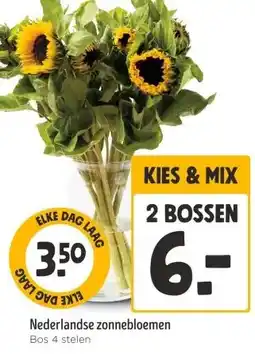 Jumbo Nederlandse zonnebloemen aanbieding