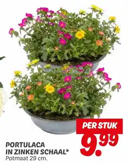 Dekamarkt PORTULACA IN ZINKEN SCHAAL aanbieding