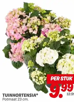 Dekamarkt TUINHORTENSIA aanbieding