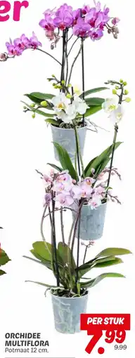 Dekamarkt Orchidee multiflora aanbieding