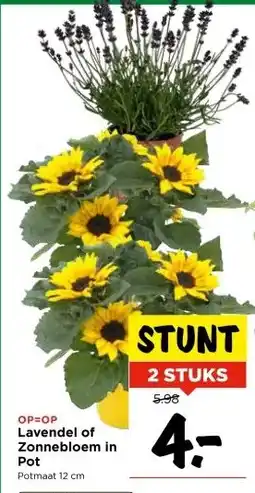 Vomar Voordeelmarkt OP=OP Lavendel of Zonnebloem in Pot aanbieding