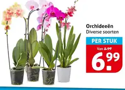 Hoogvliet Orchideeën aanbieding