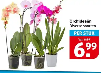 Hoogvliet Orchideeën aanbieding