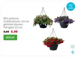 Intratuin Mini petunia (Calibrachoa). Uni en gemixte kleuren. Hangpot 23 cm. aanbieding