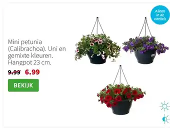 Intratuin Mini petunia (Calibrachoa). Uni en gemixte kleuren. Hangpot 23 cm. aanbieding