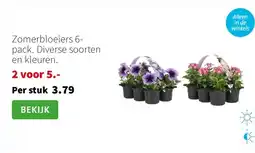 Intratuin Zomerbloeiers 6-pack. Diverse soorten en kleuren. aanbieding