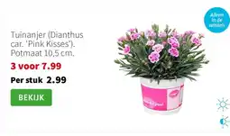 Intratuin Tuinanjer (Dianthus car. 'Pink Kisses'). Potmaat 10,5 cm. aanbieding