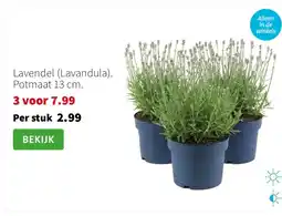 Intratuin Lavendel (Lavandula). Potmaat 13 cm. aanbieding