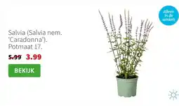 Intratuin Salvia (Salvia nem. 'Caradonna'). Potmaat 17. aanbieding