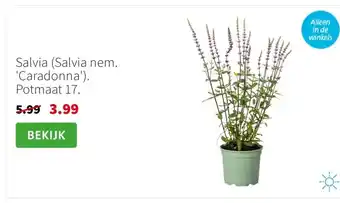 Intratuin Salvia (Salvia nem. 'Caradonna'). Potmaat 17. aanbieding