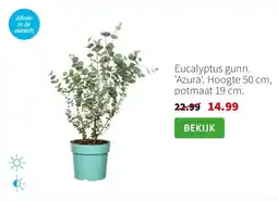 Intratuin Eucalyptus gunn. 'Azura'. Hoogte 50 cm, potmaat 19 cm. aanbieding