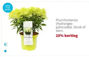 Intratuin Pluimhortensia (Hydrangea paniculata). Struik of stam. aanbieding