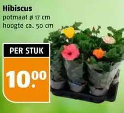 Poiesz Hibiscus aanbieding