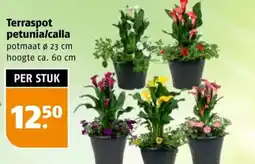 Poiesz Terraspot petunia/calla aanbieding