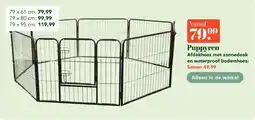 Discus Puppyren aanbieding