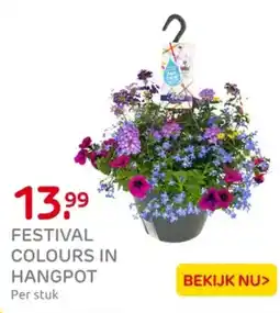 Praxis Festival colours in hangpot aanbieding