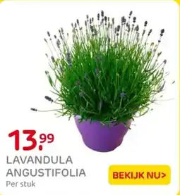 Praxis Lavandula angustifolia aanbieding