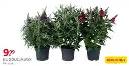 Praxis Buddleja mix aanbieding