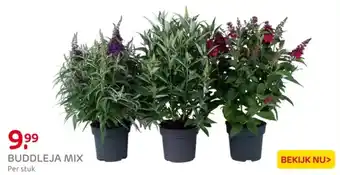 Praxis Buddleja mix aanbieding