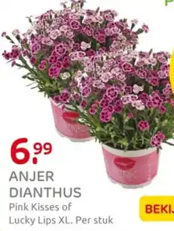 Praxis Anjer dianthus aanbieding