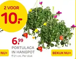Praxis Portulaca in hangpot aanbieding