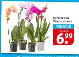 Hoogvliet Orchideeën Diverse soorten aanbieding