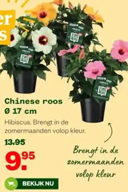 Welkoop Chinese roos aanbieding